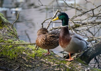 Fototapeta premium Ducks in the Fall