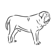 vector illustration of a dog, English mastiff dog sketch