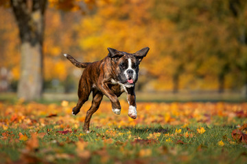 funny boxer dog running in the park in autumn