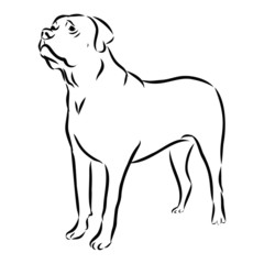 vector illustration of dog, pit bull terrier sketch 