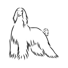 vector image of a dog, Afghan hound dog sketch 