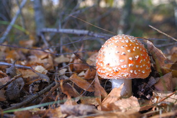 Red fly agaric in the autumn forest. Beautiful fly agaric. Amanita poisonous mushroom.