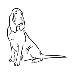 vector illustration of dog, basset hound dog sketch 