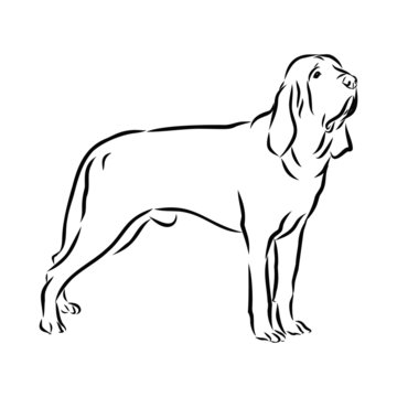 vector image of dog, basset hound sketch 