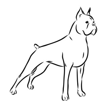 vector image of dog, boxer sketch 