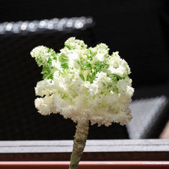 decorative cabbage on a black background