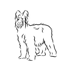 vector illustration of dog