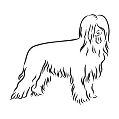 vector image of a dog
