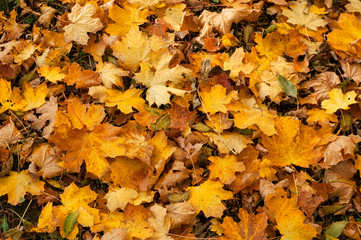 liście jesień tapeta