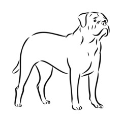 vector image of a dog