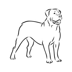 vector illustration of a dog