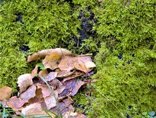 green moss close-up, natural background and texture