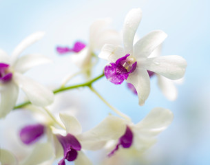 White orchid in garden at winter or spring day