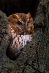 Eastern Screech Owl perched in a tree cavity.