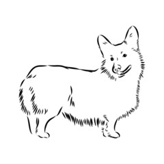 Fototapeta premium vector illustration of a dog, corgi 