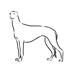 silhouette of a dog, greyhound sketch 