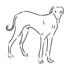 silhouette of dog isolated , greyhound 