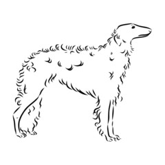 silhouette of a dog, Russian borzoi dog sketch 