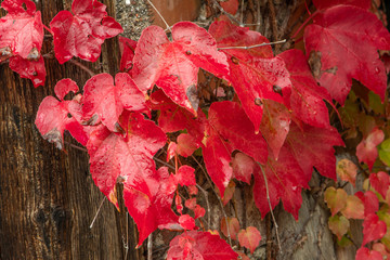 autunno 08
