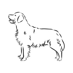 vector illustration of a dog golden retriever 