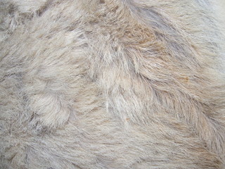 goat skin coarse wool