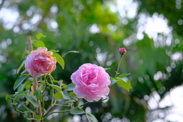 pink rose in the garden