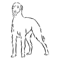 silhouette of a dog Irish wolfhound, contour vector illustration 