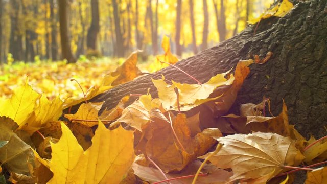 Close up of yellow autumn leaves with trees in the forest. Close up 4k footage. Nature park outside background footage.