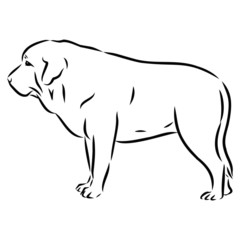 vector illustration of a dog, Spanish mastiff, contour vector illustration 