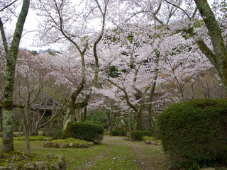 Fototapeta premium 京都_勝持寺_桜