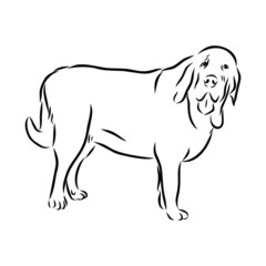 vector illustration of dog, Spanish mastiff 