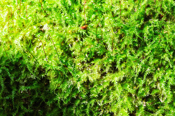 Beautiful green moss on the whole bark of a tree