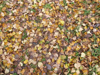 autumn yellow leaves on the ground