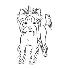 vector illustration of a dog, Yorkshire terrier
