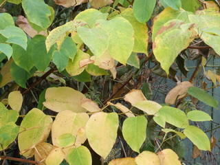 yellow-green autumn leaves of the shrub
