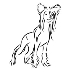 vector illustration of dog, contour vector illustration , Chinese crested 