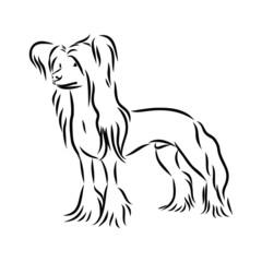 vector image of a dog Chinese crested 