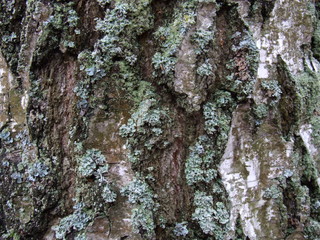 trunk of an old birch close up