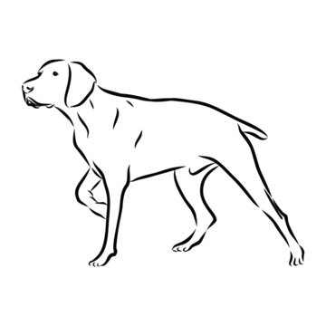 vector image of a dog pointer hunting 