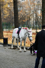 horse for riding children in the park
