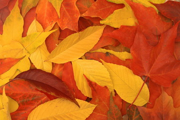 Carpet of Autumn leaves close up.