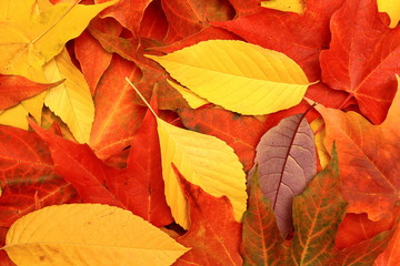 Carpet of Autumn leaves close up.