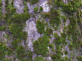 green moss on the tree 