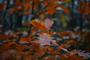 yellow-red autumn look