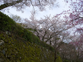 京都_勝持寺_桜