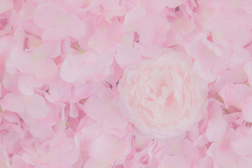 Obraz na płótnie Canvas Pink rose petals texture . Abstract background ,Beautiful rose flower petals