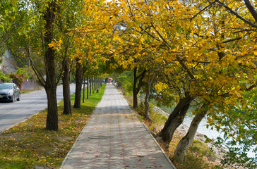 Naklejka na ściany i meble autumn with trees on a runway of Lake