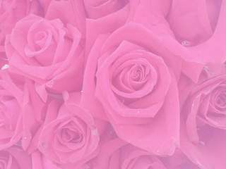 Pink rose petals texture . Abstract background ,Beautiful rose flower petals