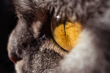 Yellow cat's eye in profile close-up. Gray tabby cat. Macro photo.