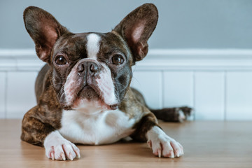 Portrait boston terrier pure breed soft grey background closeup - obrazy, fototapety, plakaty